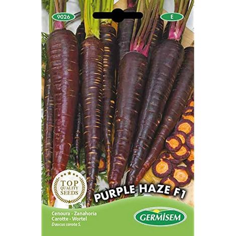 graines Carotte PURPLE HAZE F1 (1/2)