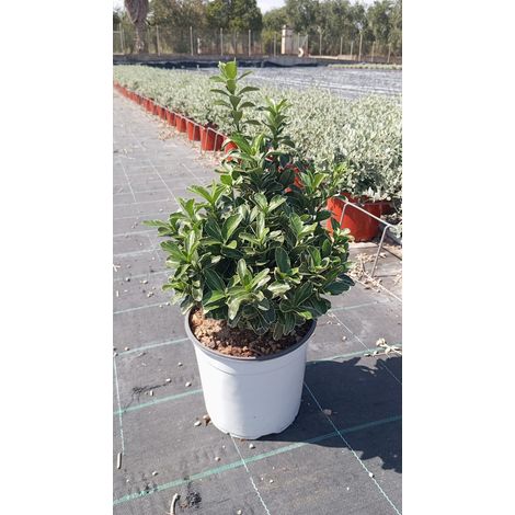 Fusain Euonymus Japonicus Bravo Pot 18 cm Arbuste Persistant Compact (1/5)