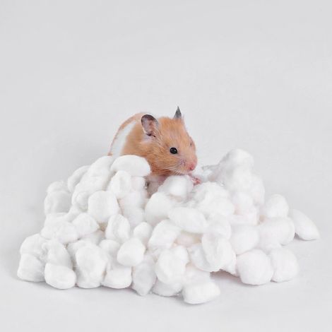 Coton dégraissé pour hamsters blanc 400 sachet 10 pc modèle 15 (1/5)