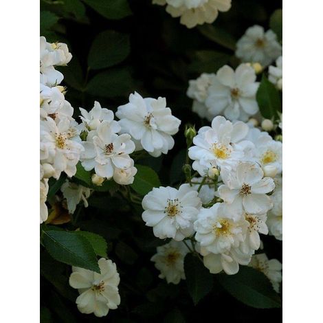 Rosier grimpant 'Guirlande d'Amour' Pot de 4L/5L