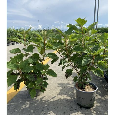 Gardenaria Ortensia - Hydrangea Quercifolia 'Alice' - Pianta acidofila ornamentale da esterno - Altezza: 40/50 cm (vaso19) (1/4)