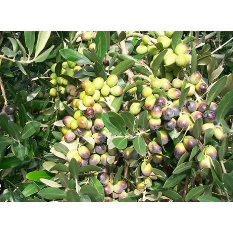 Ulivo leccio del corno foto reali h120 cm piante da olio (1/3)