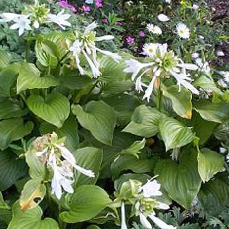 4 x Hosta plantaginea 'Grandiflora' - godet 9x9 cm