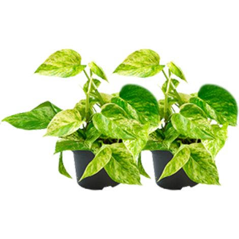 Lot de 2 Epipremnum Marble Queen - Plante Verte d'Intérieur Marbrée - Pots Ø15cm et Ø12cm - PANGIVO
