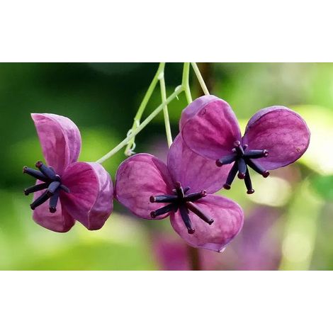 Gardenaria Akebia quinata - Pianta rampicante ornamentale da esterno - Altezza: 100/120cm (vaso 19) (1/2)