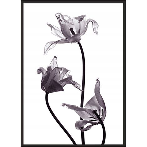 Póster con marco 53x73 cm Flor P1037 (1/4)