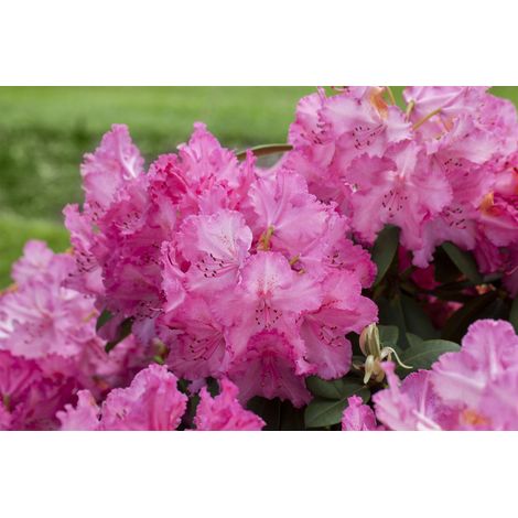 Rhododendron-Hybride Rhododendron Hybr.'Haithabu' -R- C 7,5 40- 50 (1/4)