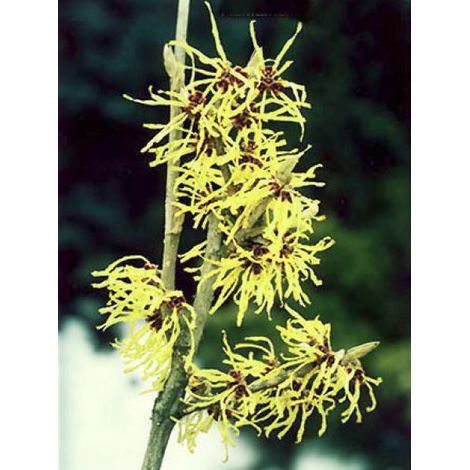 Noisetier de sorcière 'Pallida' Pot de 4L/5L (1/4)