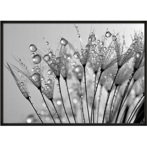 QUADRO POSTER IN CORNICE 43x33 cm Rosa P675 (1/4)