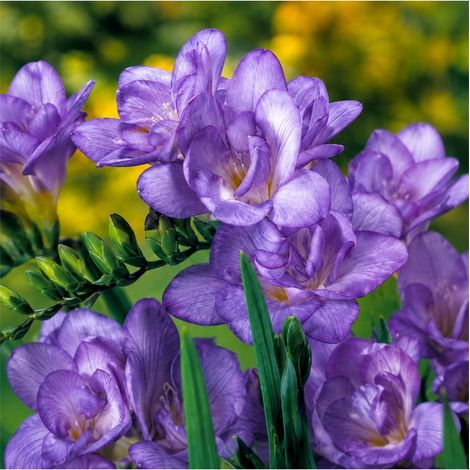 Freesias doubles bleus Sgaravatti 10 bulbes, floraison printanière colorée idéale en pot et bouquet - 802461 (1/3)