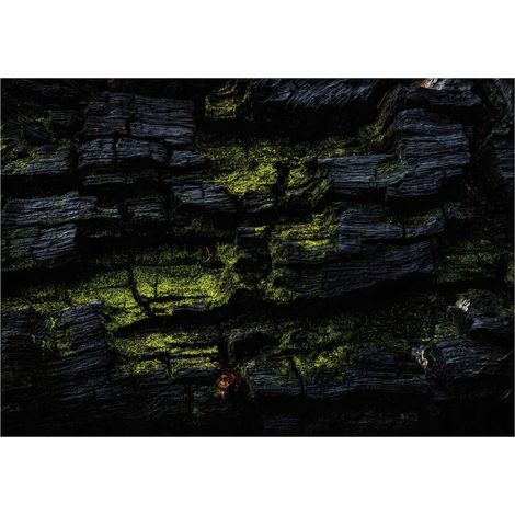 Fototapete Abstraktion Holz Moos 300x210 cm Einfache Montage Biophiles Design (1/5)