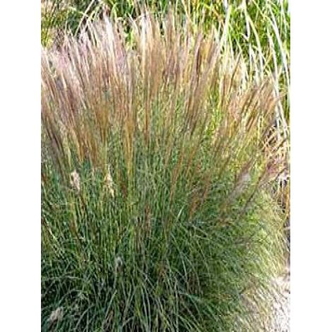 Eulalie, Roseau de Chine 'Yaku Jima' Godet de 8/9 cm
