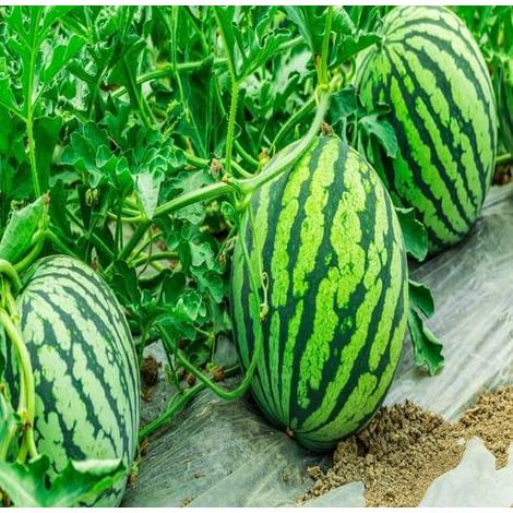 Pastèque ‘Kirin’ (Citrullus lanatus) – 300 graines – Variété miniature – Fruit sucré à chair rouge – Culture en pot ou au jardin (1/5)
