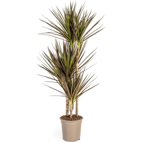 Dracaena Marginata Magenta - Dragonnier Plante d'Intérieur - Ø21 cm - Hauteur 110-130 cm - PANGIVO (1/3)