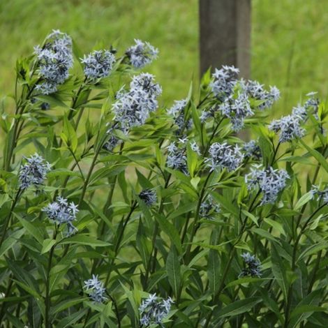 4 x Etoile bleue - Amsonia tabernaemontana  - godet 9x9 cm