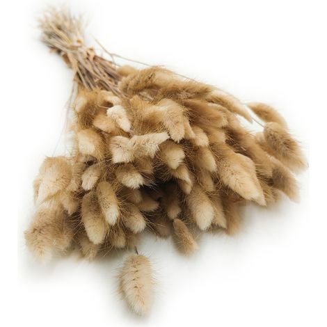 Lagurus seco - Lagurus ovata - natural (1/5)