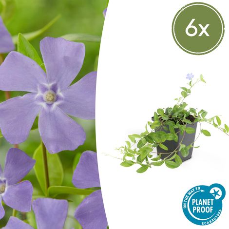 Lot de 6 Vinca minor - Petite Pervenche Couvre-sol Fleurs Bleues - Hauteur 10-25 cm - Ø 9 cm - PANGIVO (1/5)