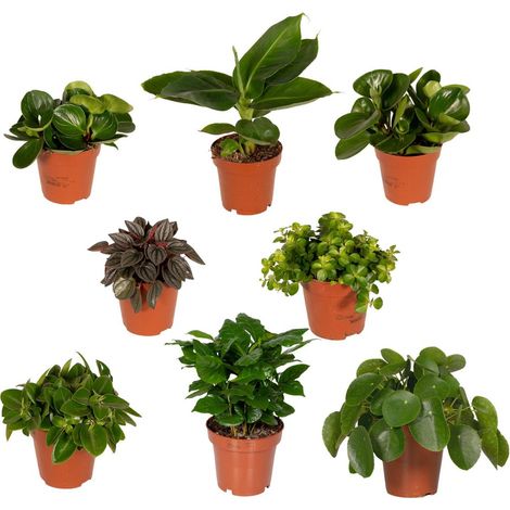 Box Surprise 8 Plantes d’Intérieur Variées Pot 12 cm Hauteur 10-25 cm - PANGIVO (1/5)