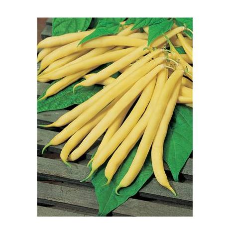 HARICOT NAIN BEURRE FRUCTIDOR - 150 G