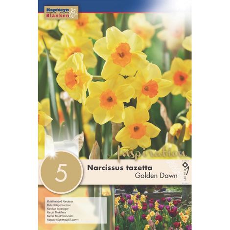 Bulbi di Narciso Golden Dawn 5 pz KAPITEYN