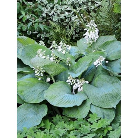 Hosta géant 'Jurassic Park' Godet de 8/9 cm (1/2)