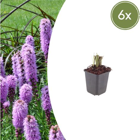 Lot de 6 Liatris spicata Liatride à épis Vivace Fleurs Rose Violacé Jardin 10-25 cm Ø9 cm - PANGIVO (1/5)