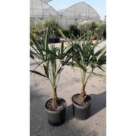 PIANTA DI TRACHYCARPUS FORTUNEI o CHAMEROPS EXCELSA VASO 28 CM (foto reali)