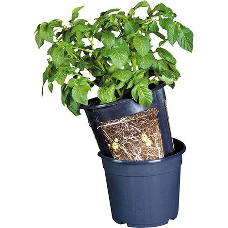 Pot de culture Pommes de terre 30 cm