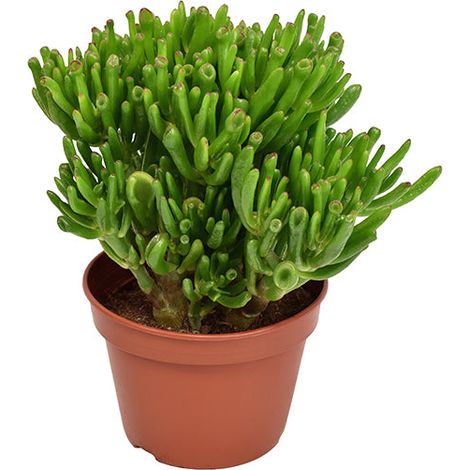 Gardenaria Crassula ovata 'Hobbit' - Pianta da interno ornamentale - Altezza: 20 cm (vaso 15) (1/2)