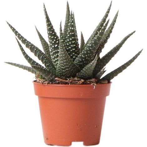 Plante Succulente Haworthia Royal Highness - Plante d'Intérieur Verte - Pot Ø 6 cm - PANGIVO (1/5)