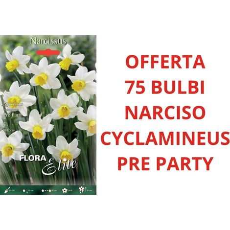 OFFERTA 75 BULBI DI NARCISO CYCLAMINEUS PRE PARTY