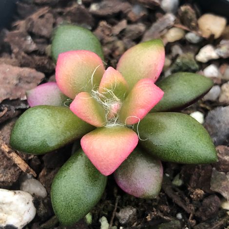 Anacampseros telephiastrum - rosetta del capo - vaso quadro 7x7x10 cm (1/2)