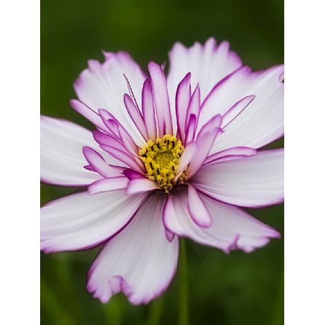Cosmos 'Sweet Sixteen' le sachet de 50 graines (0,5g) (1/2)