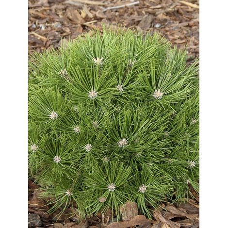 Pin rouge du Japon 'Low Glow' Pot de 7,5L/10L (1/4)