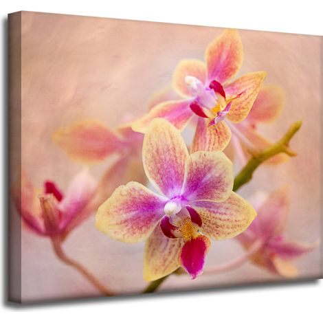 Leinwanddruck Botanik Blume Orchidee 50x40 cm