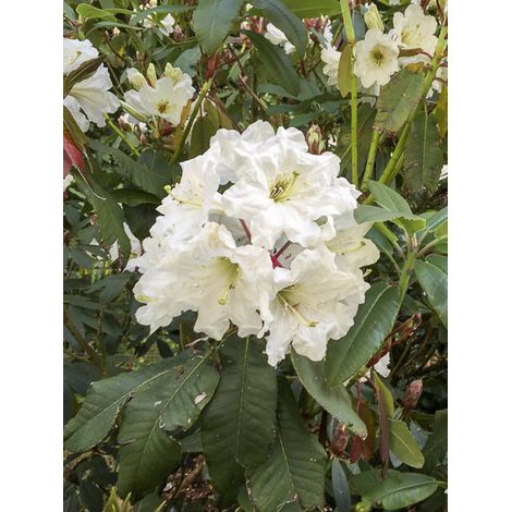 Rhododendron 'Polar Bear' Pot de 4L/5L (1/2)