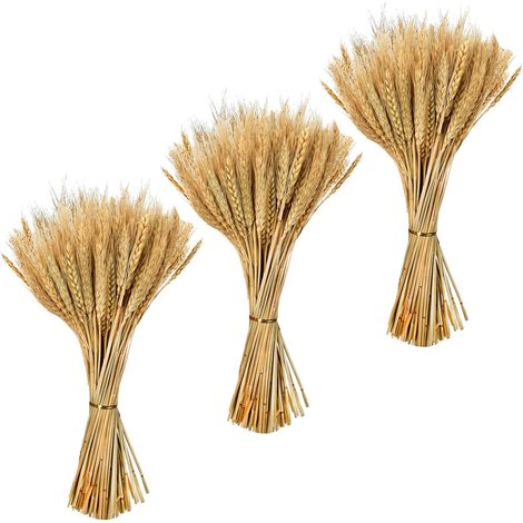 300pcs Fleurs De Blé Séchées Naturel Bouquet Fleurs Séchées Épis de Blés (1/5)