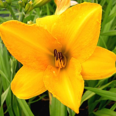 4 x Lis d'un jour - Hemerocallis 'Chicago Sunrise' - godet 9x9 (1/4)