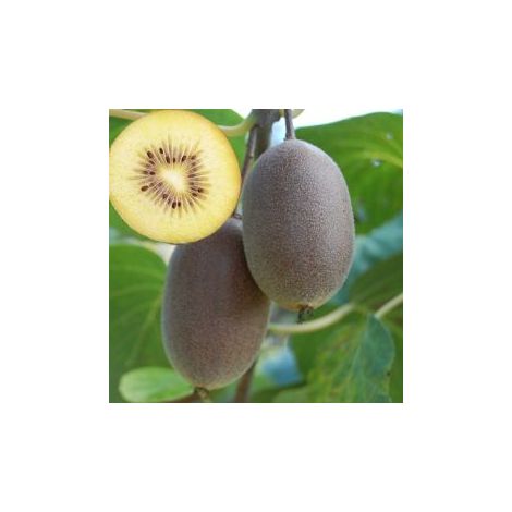 Kiwi Arguta Autofertile (Pianta di 3 anni) (1/2)