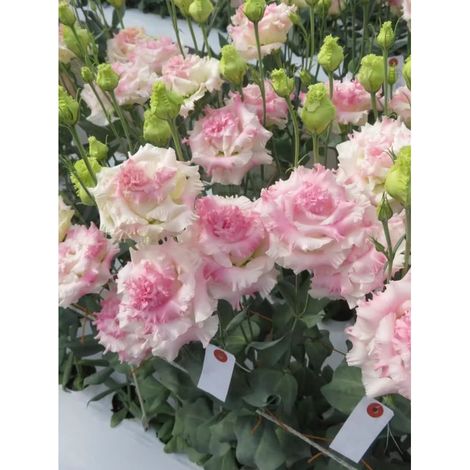 2500 graines de lisianthus rose ondulé - Floraison originale et colorée, facile à cultiver, idéal pour jardin et pots décoratifs (1/5)