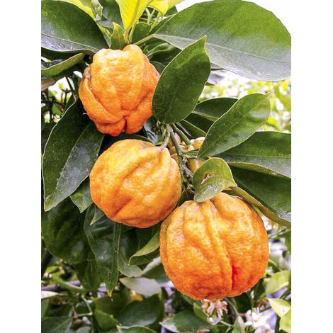 Oranger 'Corrugata' Pot de 4L/5L, 1/4 de tige