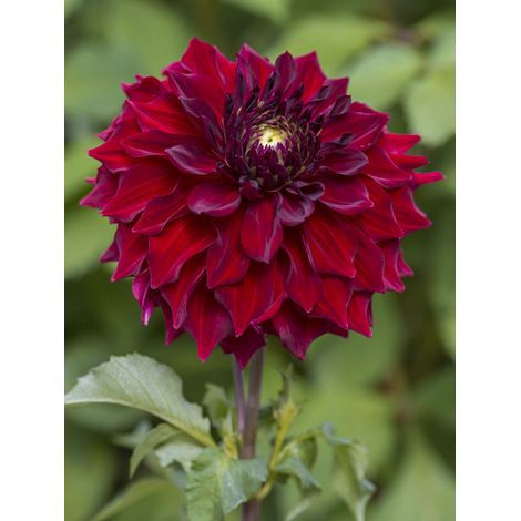 Dahlia géant décoratif 'Mingus Alex' Bulbe calibre I