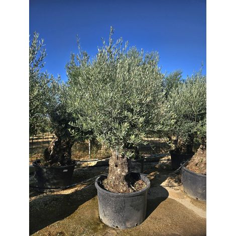OLEA EUROPAEA BONSAI 100 CRF.120/140 Lt.285
