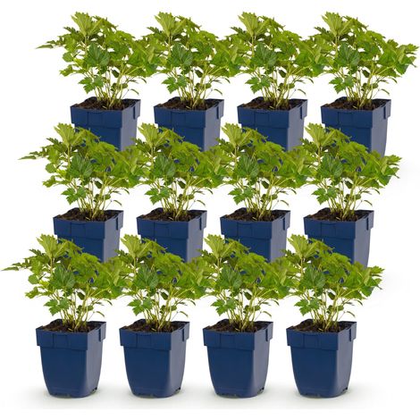 Astilbe chinensis Pumila - Lot de 12 Plantes Vivaces d'Ombre - Fleurs Violettes - Pot 11 cm - PANGIVO (1/5)