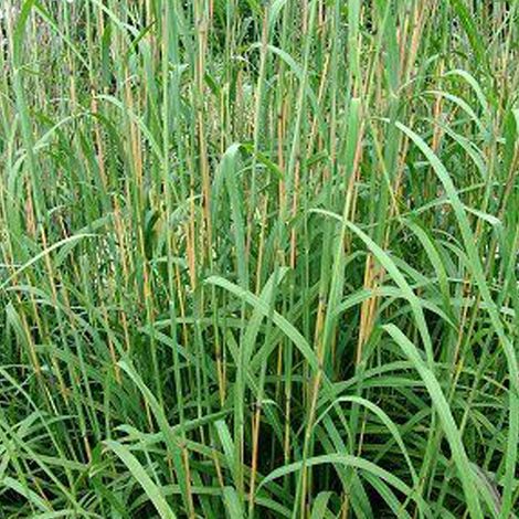 4 x Baron - Andropogon gerardii  - godet 9x9 cm