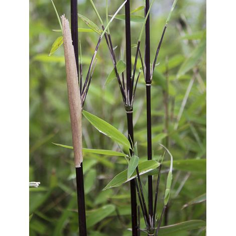Bambou non traçant 'Black Pearl' Pot de 4L/5L