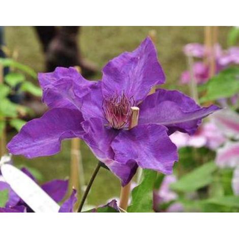 1 x Clématite 'The President' - Plante grimpante forestière - 50-60 cm