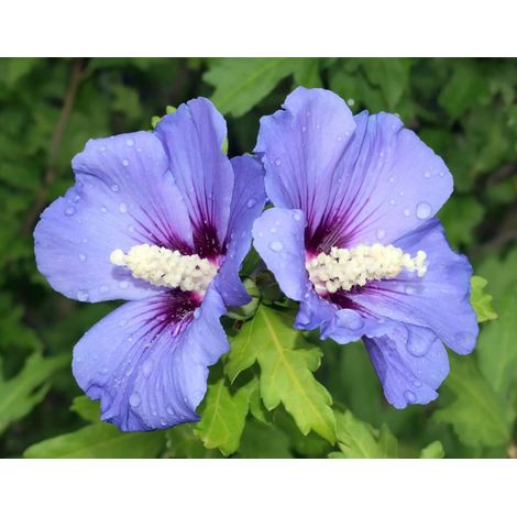 Gardenaria Ibisco - Hibiscus syriacus sup 'Blue' - Arbusto ornamentale da giardino - Altezza: 40/60 cm (vaso19) (1/2)