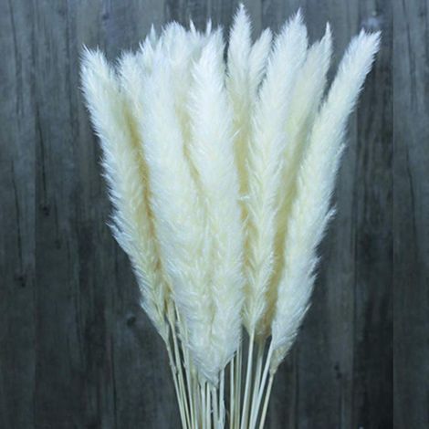 30/60 Pcs Herbe De Pampa De Fleurs Séchées Naturelles, Bouquet De Fleurs De Mariage, Bouquet De Phragmites Communis Pour Arrangements Floraux Décor À La Maison (Blanc, 30pcs) Autres objets déco (1/5)
