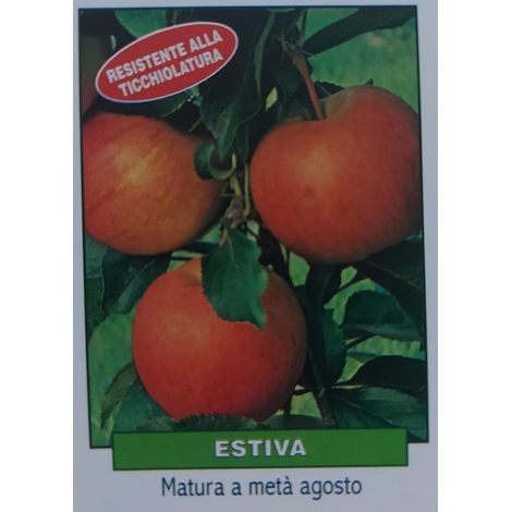 Mela Estiva - pianta di 3 anni
